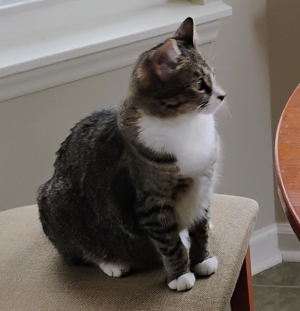 Winkie (Courtesy Post)