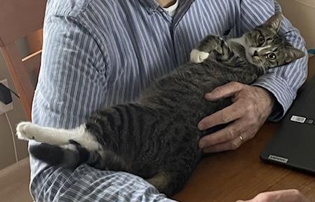 Winkie (Courtesy Post), a Adoptable Tabby in Cary, NC image 3/4