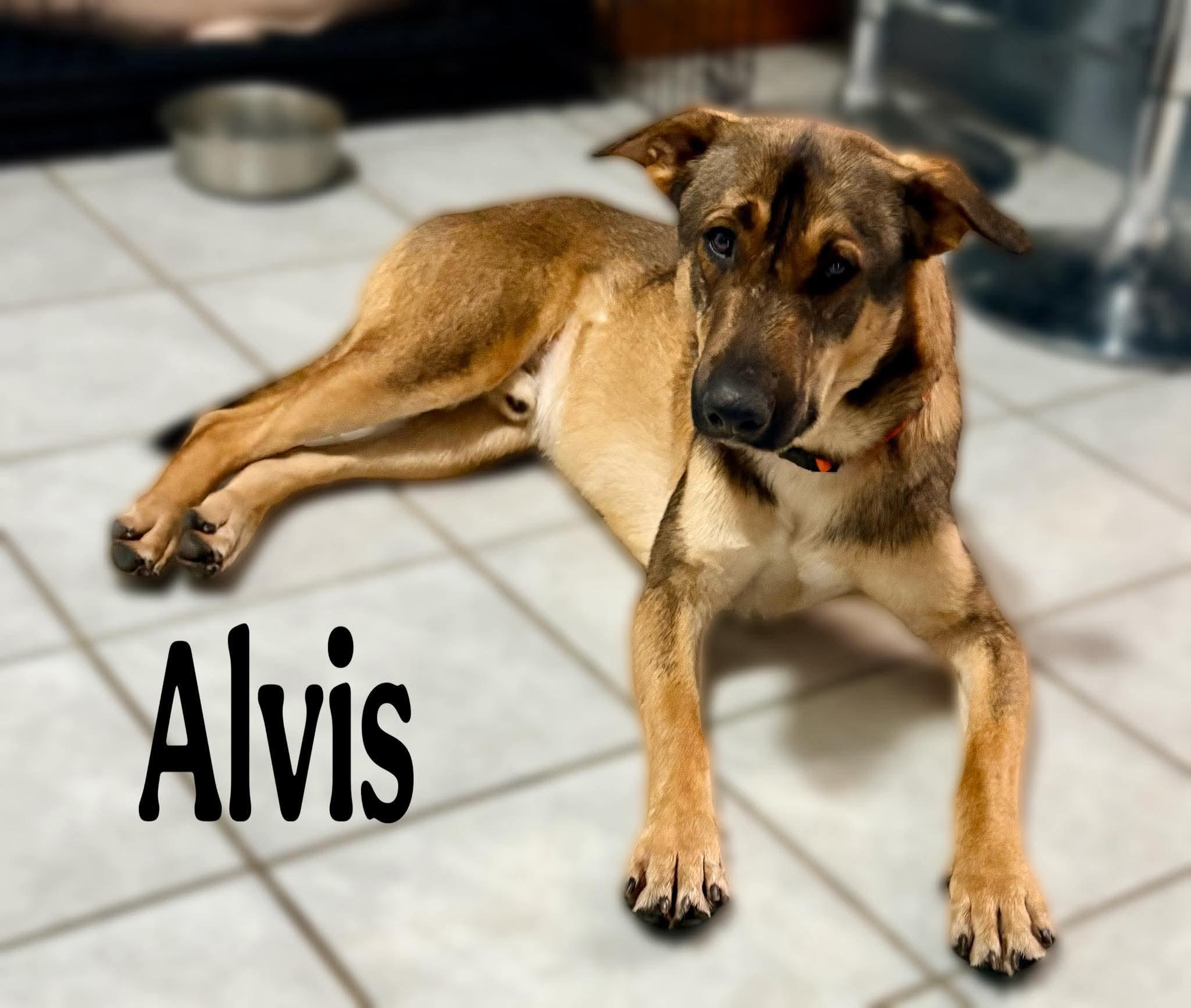 Enlarge Alvis, a ADOPTABLE mixed breed in Washington , PA image 1/1