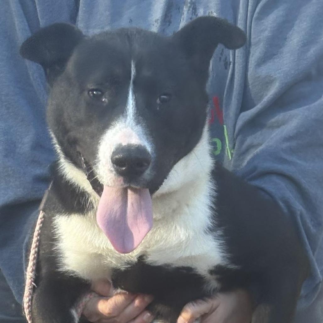 Jet, Adoptable, Young Male Mixed Breed.