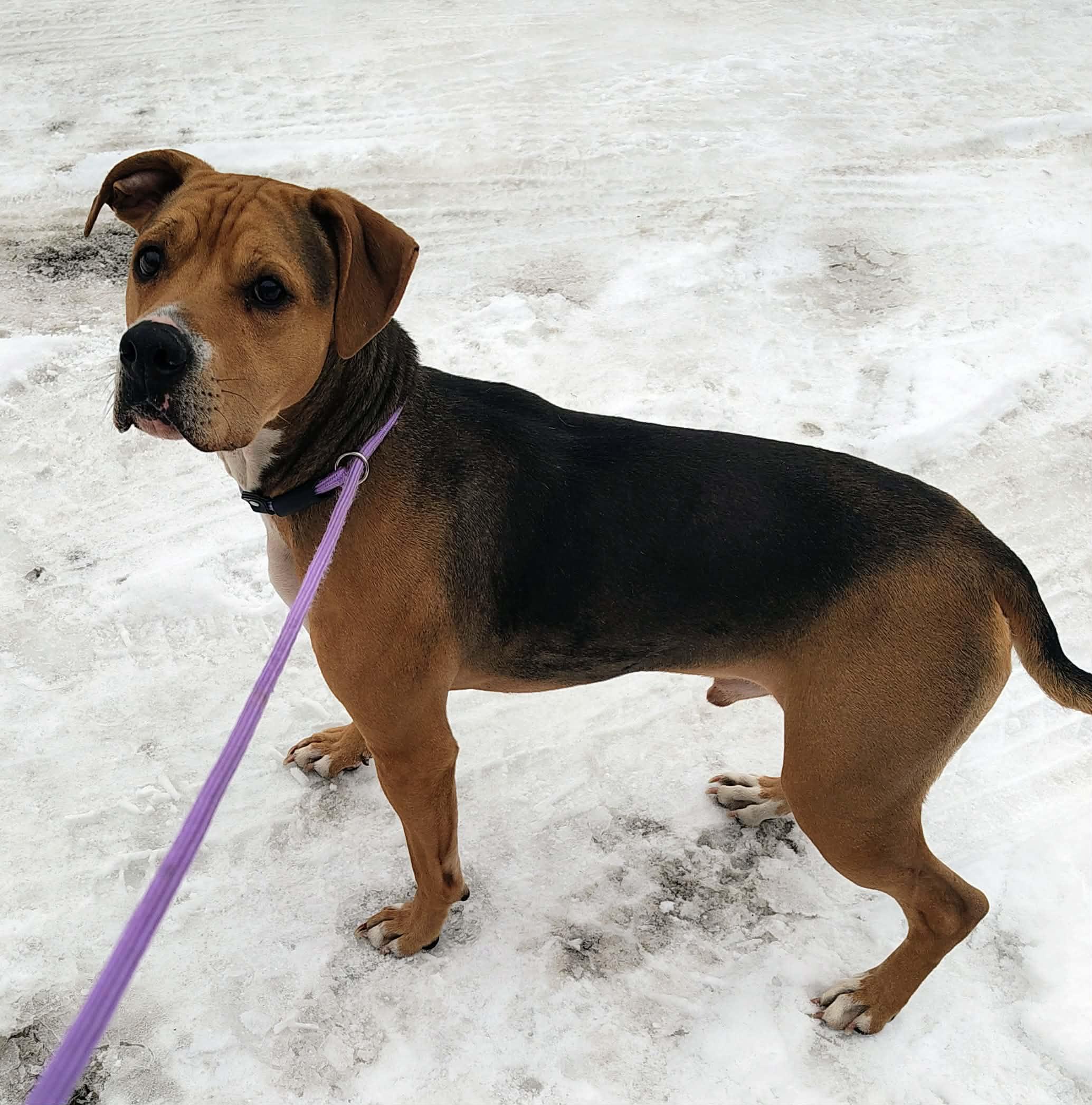Kobe, Adoptable, Young Male Pit Bull Terrier & Redbone Coonhound.
