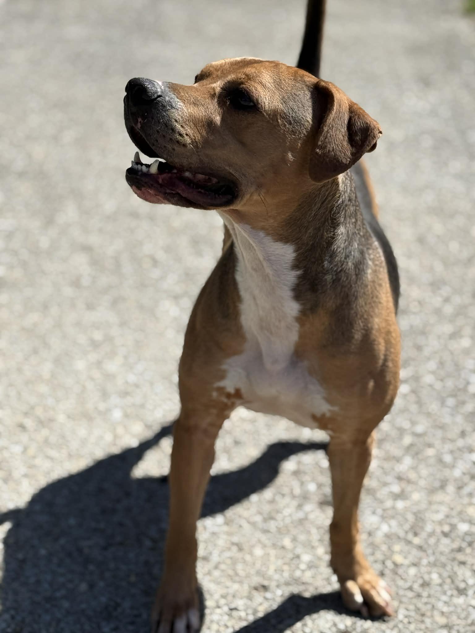 Kobe, Adoptable, Young Male Pit Bull Terrier & Redbone Coonhound.