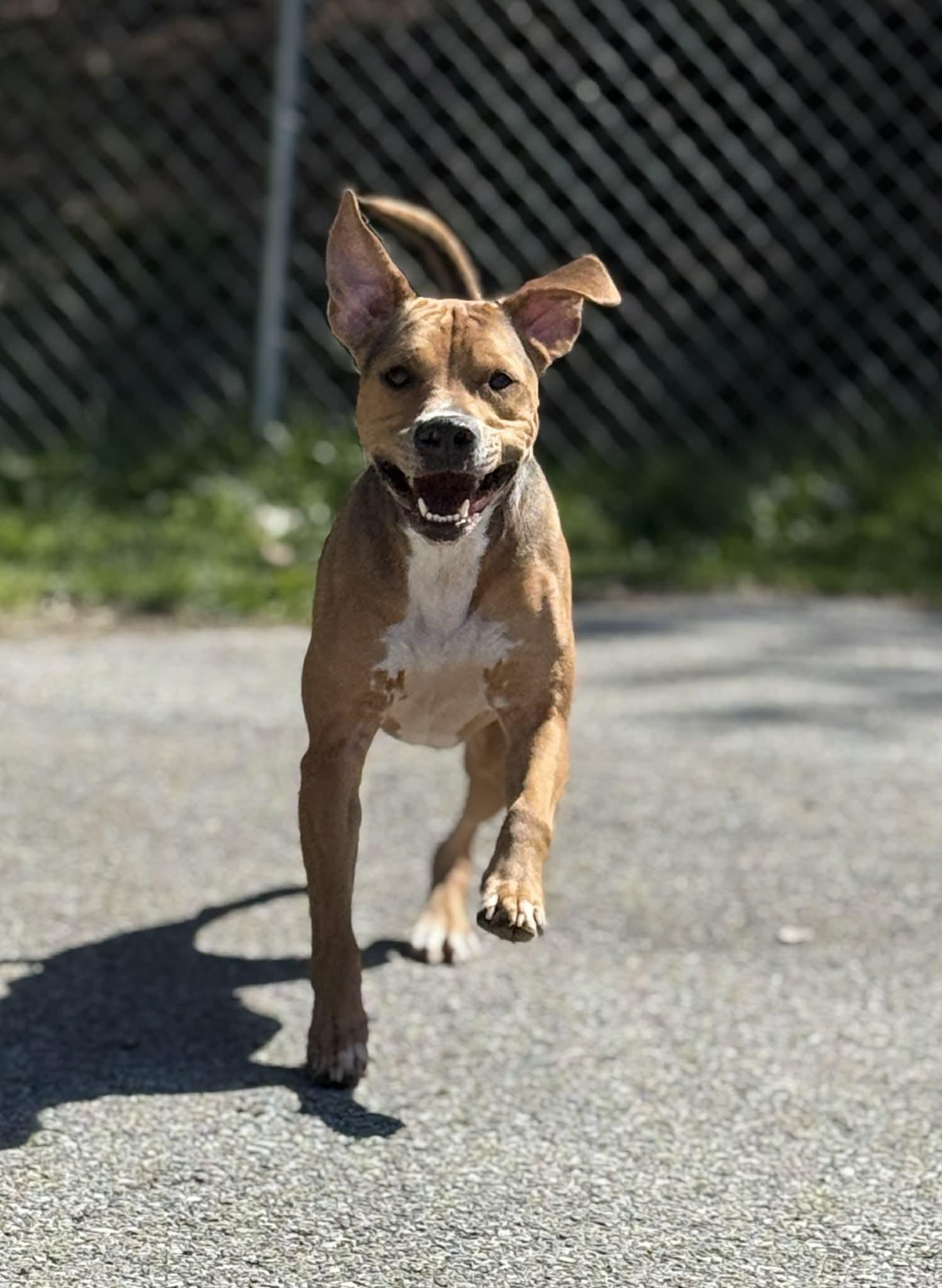 Enlarge Kobe, a Adoptable mixed breed in Fayetteville, WV image 2/6