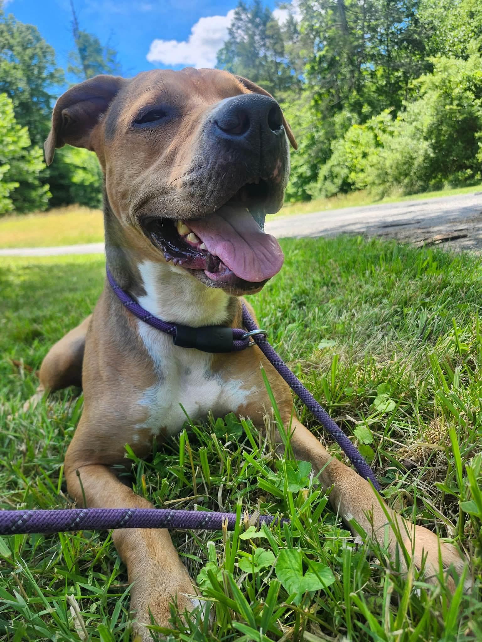 Kobe, a Adoptable mixed breed in Fayetteville, WV image 4/6