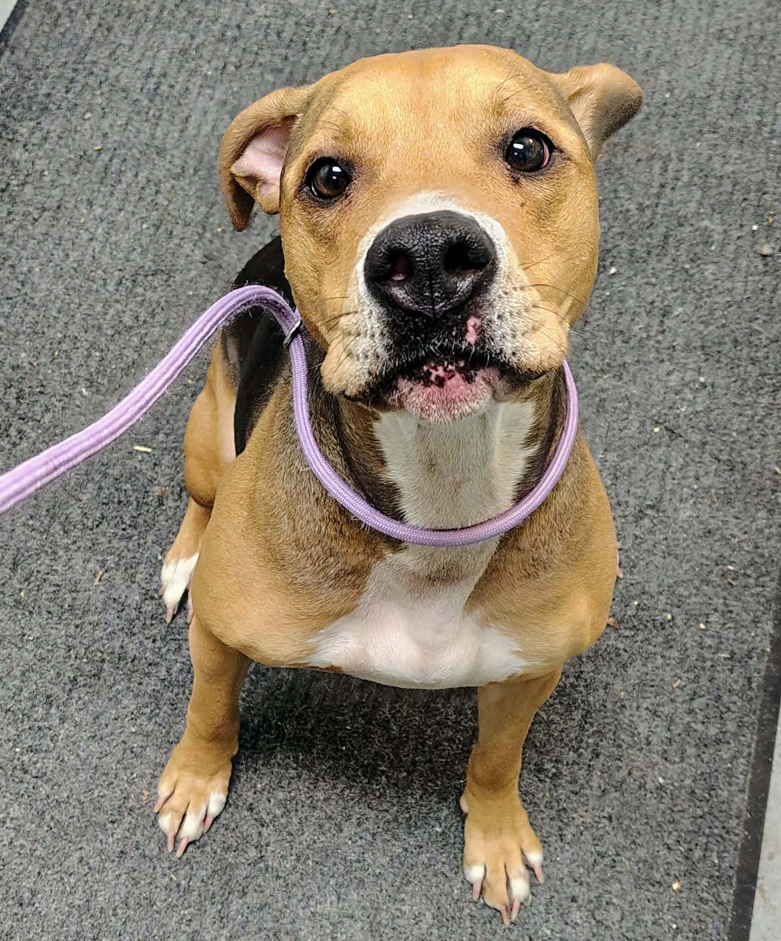 Enlarge Kobe, a Adoptable mixed breed in Fayetteville, WV image 4/6