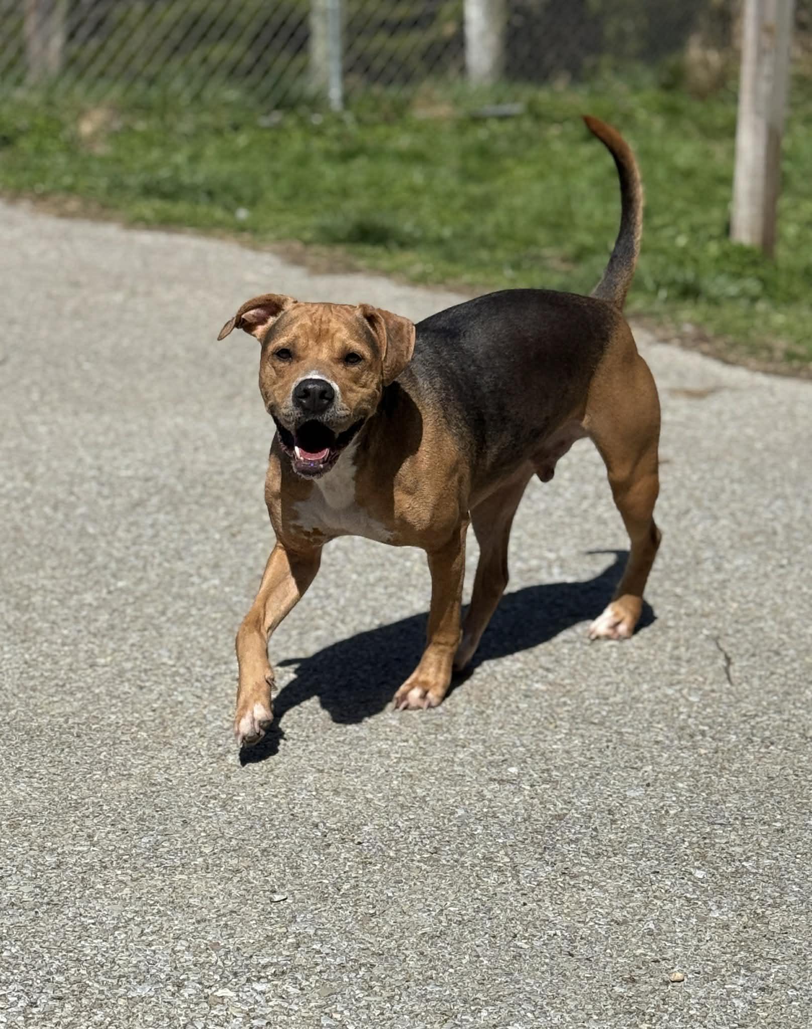 Enlarge Kobe, a Adoptable mixed breed in Fayetteville, WV image 5/6