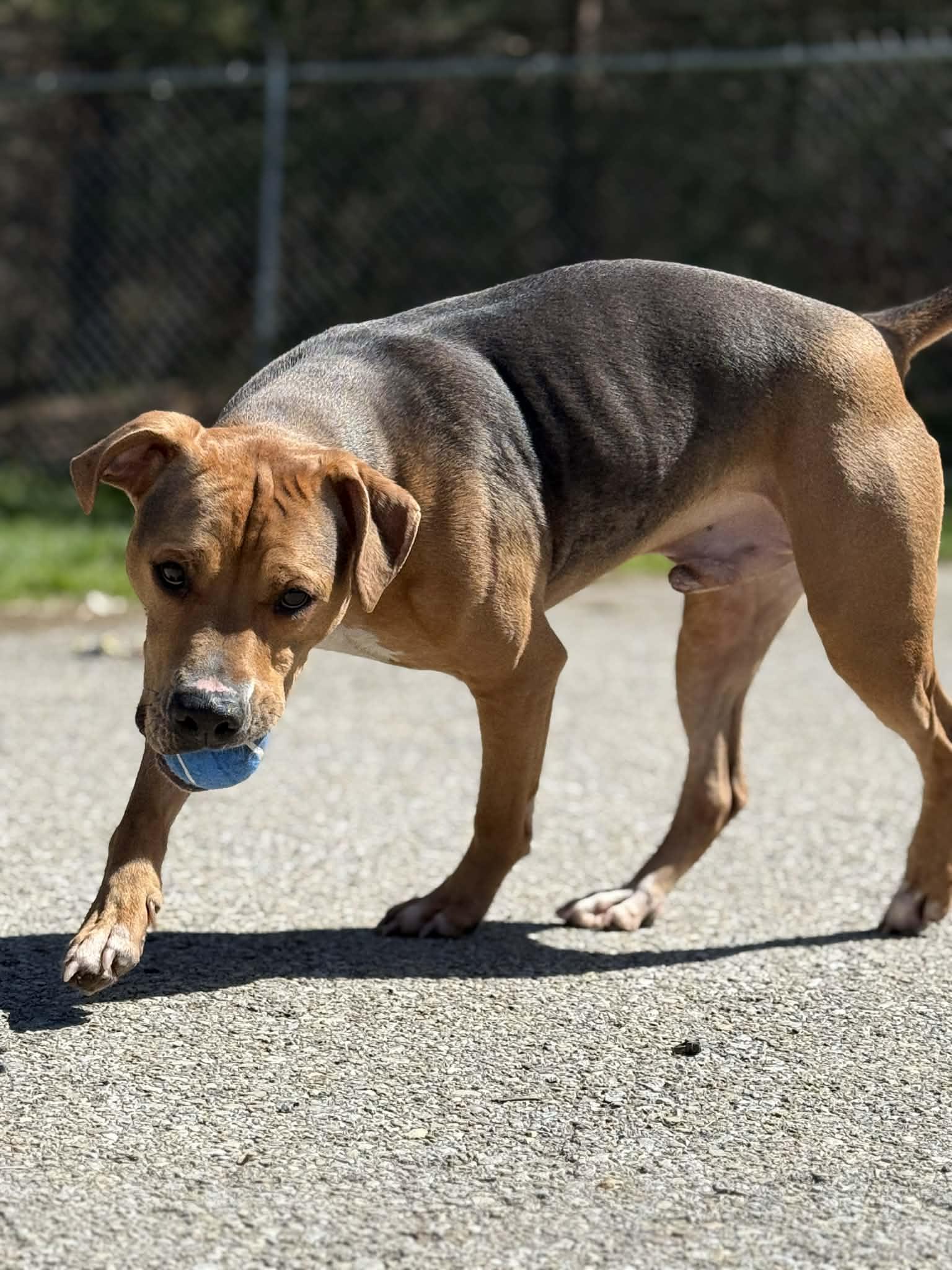 Enlarge Kobe, a Adoptable mixed breed in Fayetteville, WV image 6/6