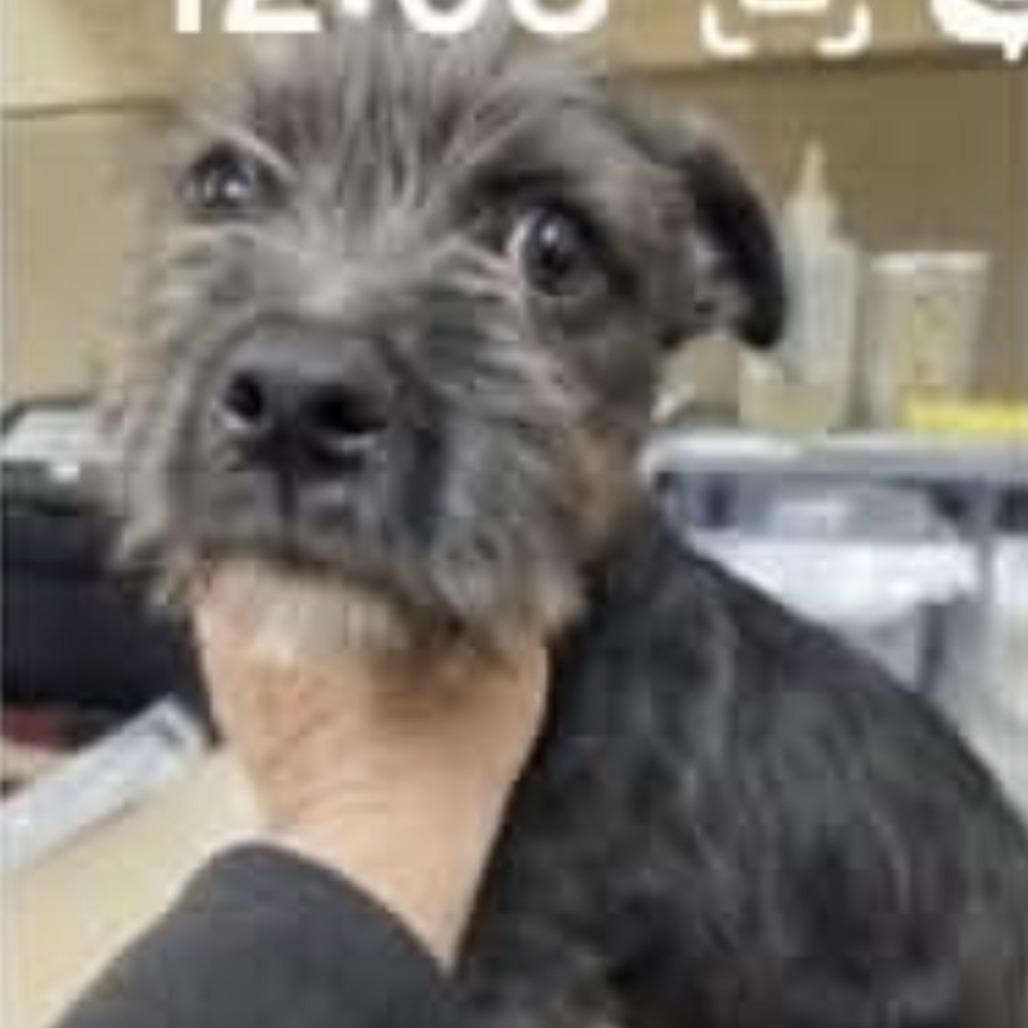 Alfie, Adoptable, Adult Male Schnauzer.