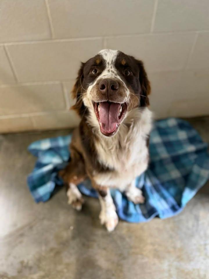Jameson, ADOPTABLE, Adult Male Border Collie.