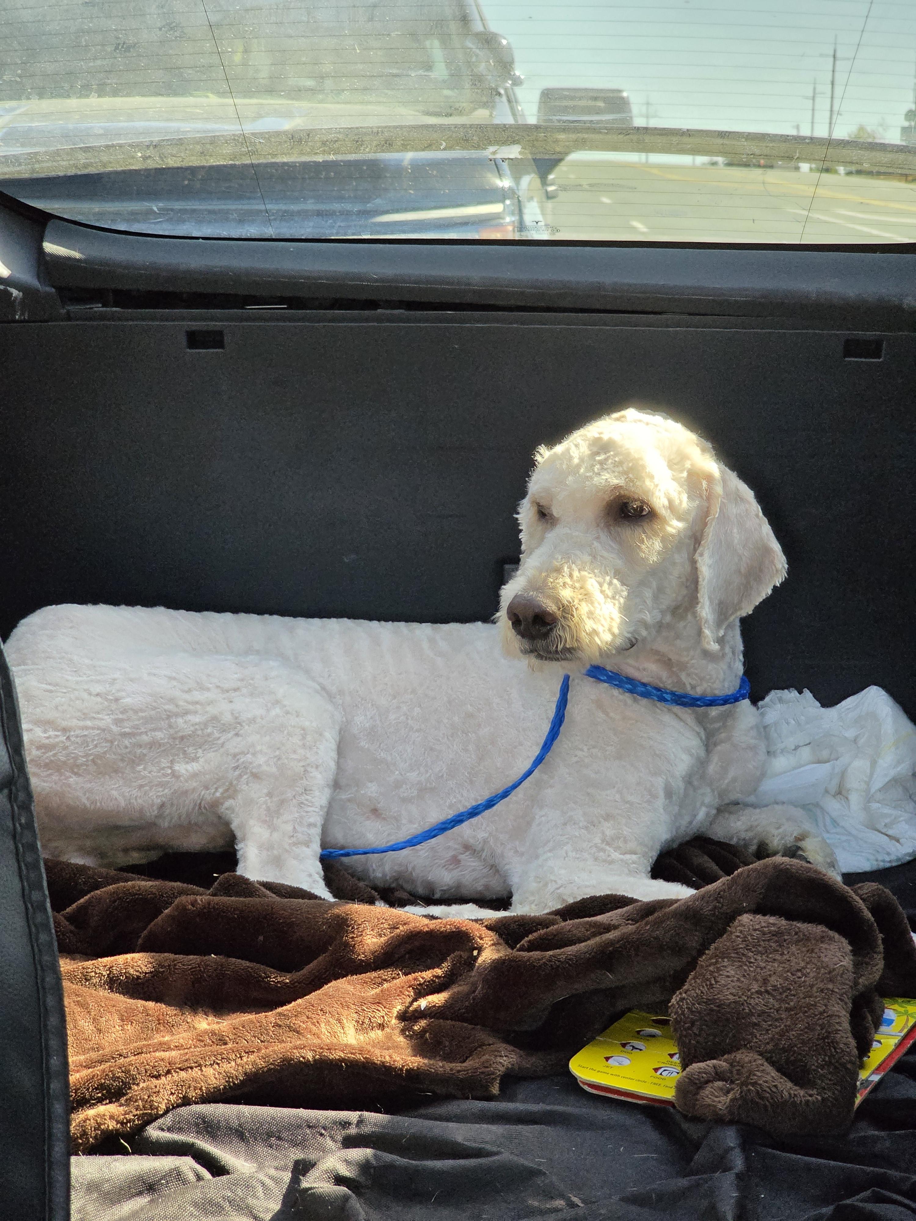 Enlarge Bentley, a Adopted Labradoodle in Ione, CA image 5/5