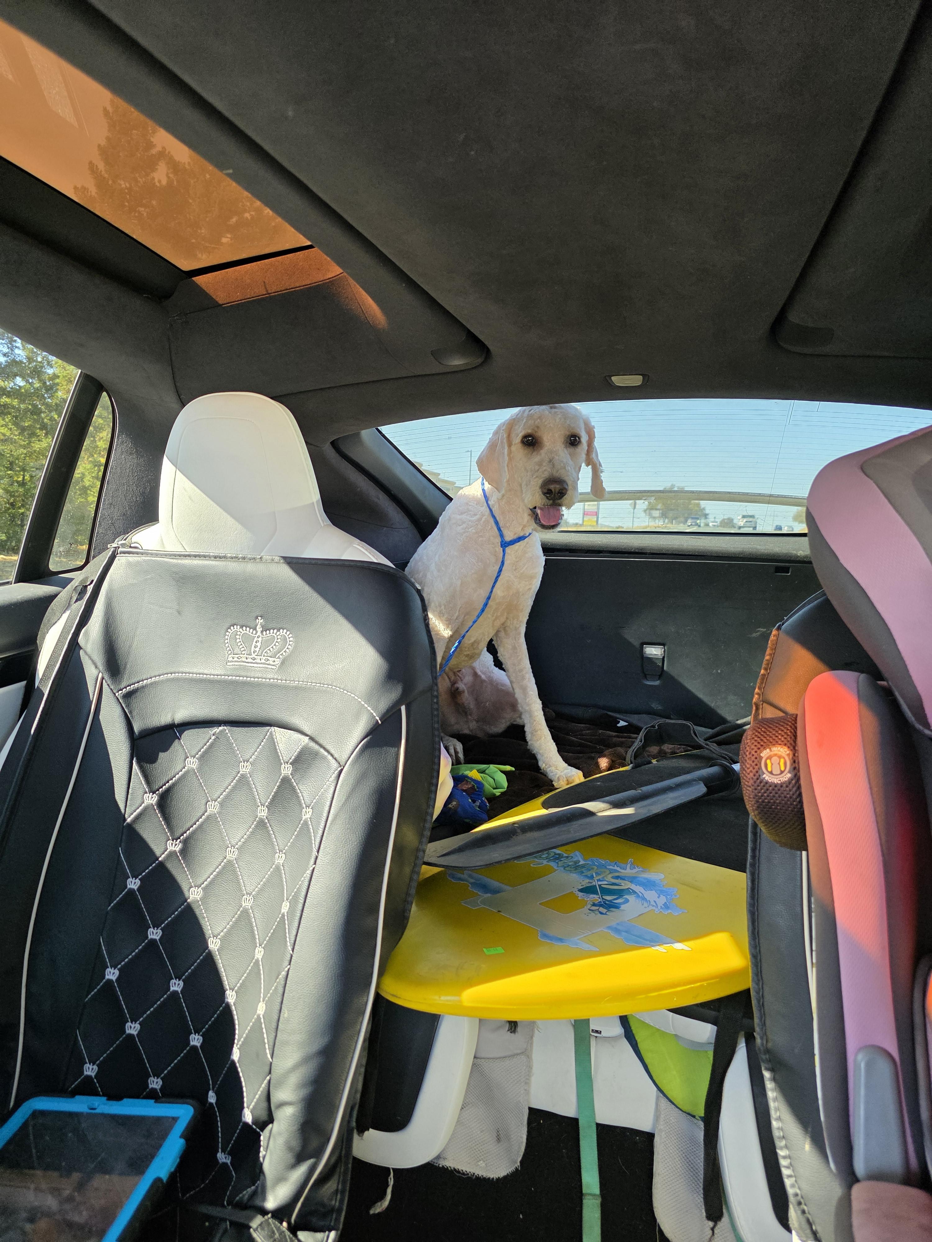 Enlarge Bentley, a Adopted Labradoodle in Ione, CA image 4/5