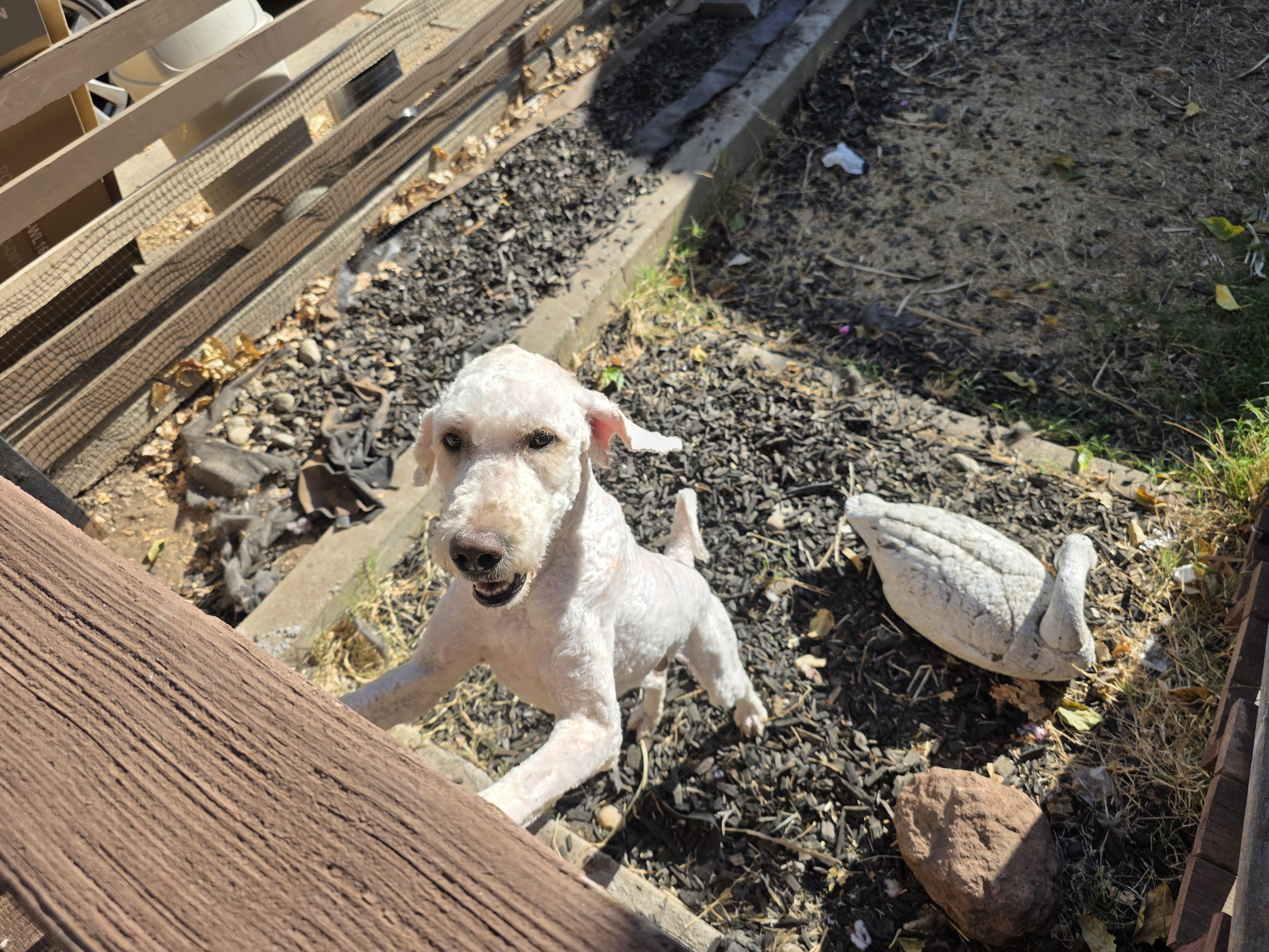 Enlarge Bentley, a Adopted Labradoodle in Ione, CA image 3/5