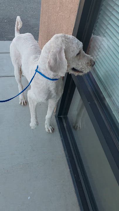 Enlarge Bentley, a Adopted Labradoodle in Ione, CA video 1/5