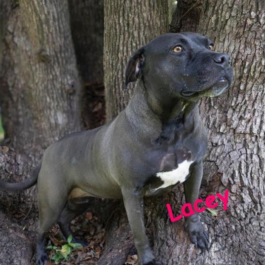 Lacey, Adopted, Adult Female Mixed Breed.