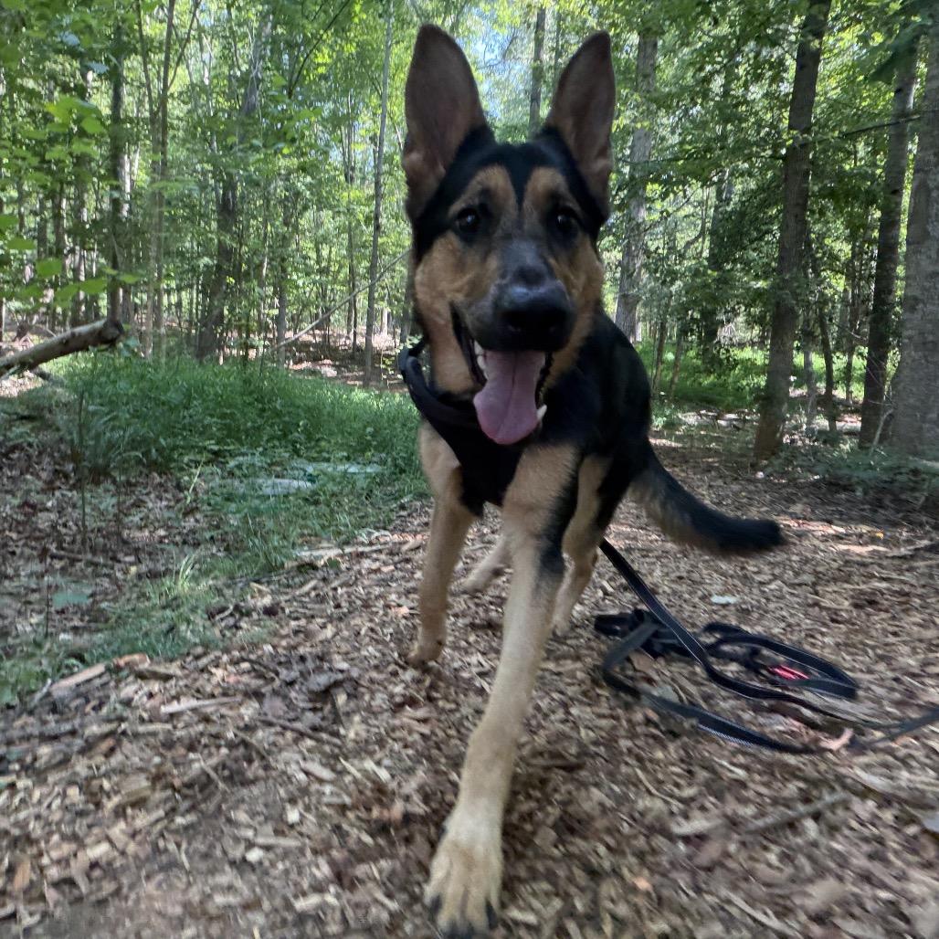 Luna, Adoptable, Young Female German Shepherd Dog.