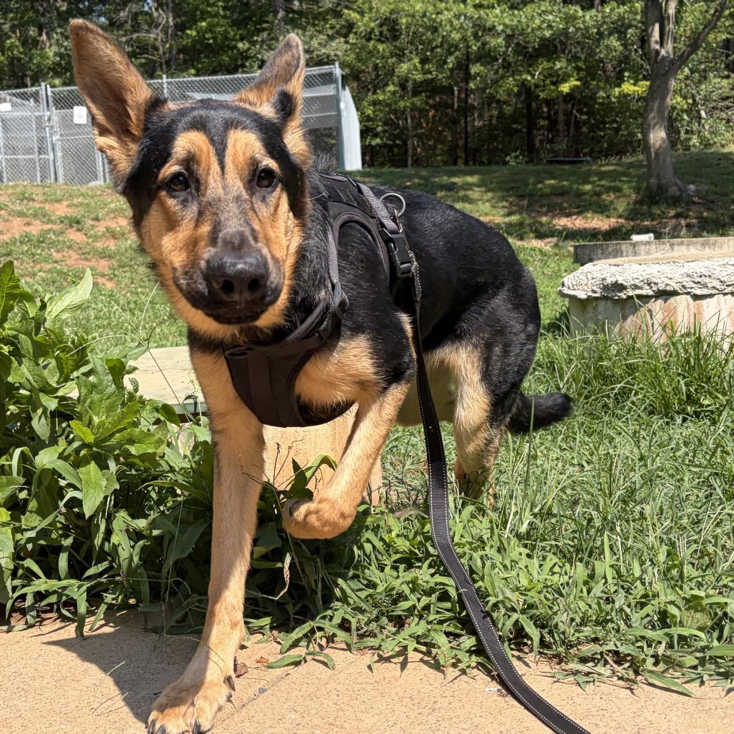 Enlarge Luna, a Adoptable German Shepherd Dog in Troy, VA image 2/5