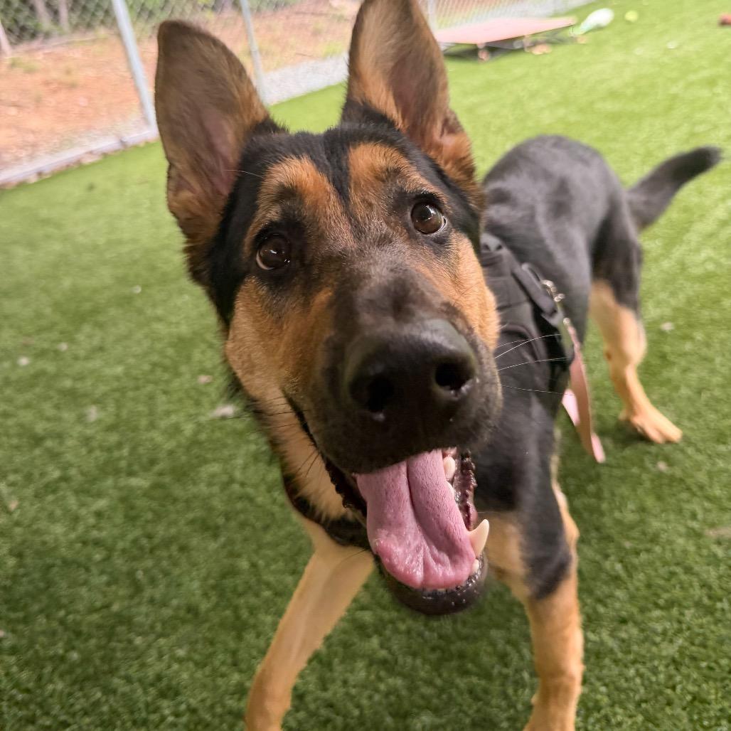 Enlarge Luna, a Adoptable German Shepherd Dog in Troy, VA image 3/5