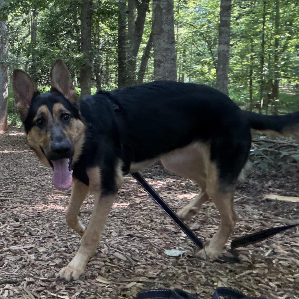 Enlarge Luna, a Adoptable German Shepherd Dog in Troy, VA image 4/5