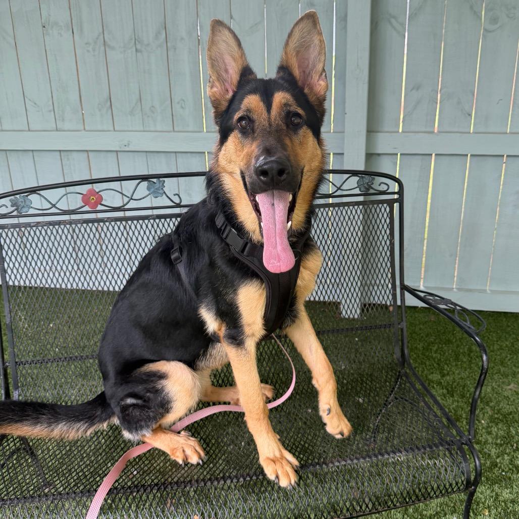 Enlarge Luna, a Adoptable German Shepherd Dog in Troy, VA image 5/5