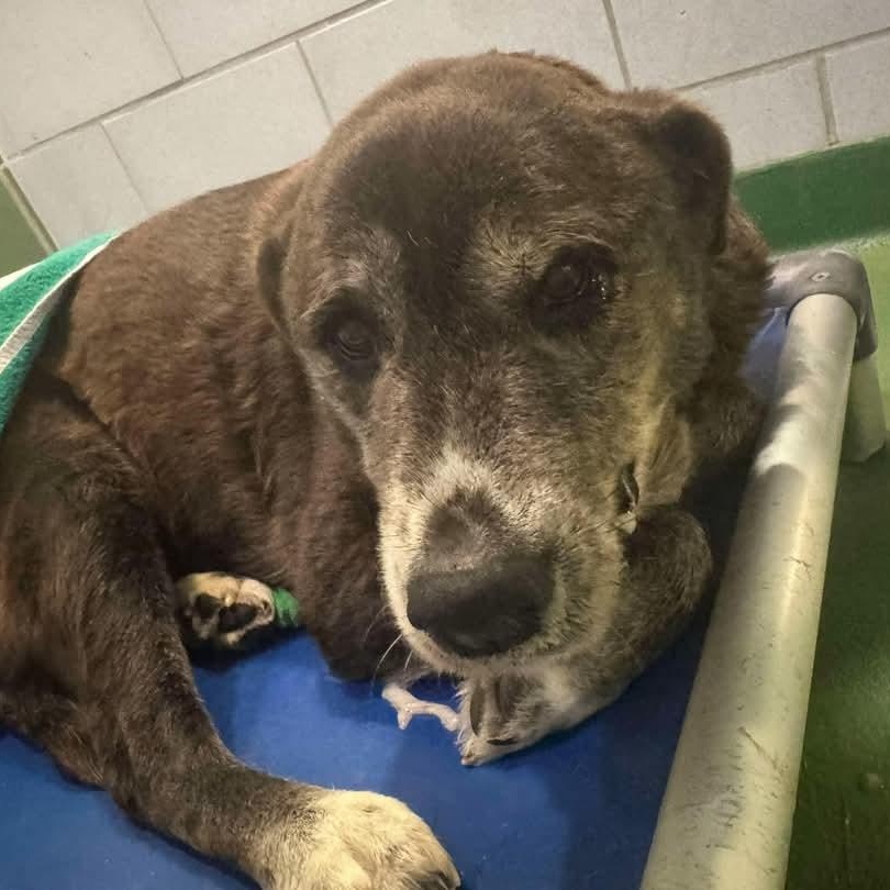 Bronca, a Adopted mixed breed in Plano, TX image 3/4