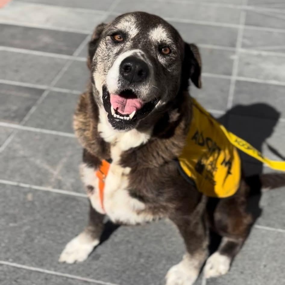 Bronca, a Adopted mixed breed in Plano, TX image 4/4