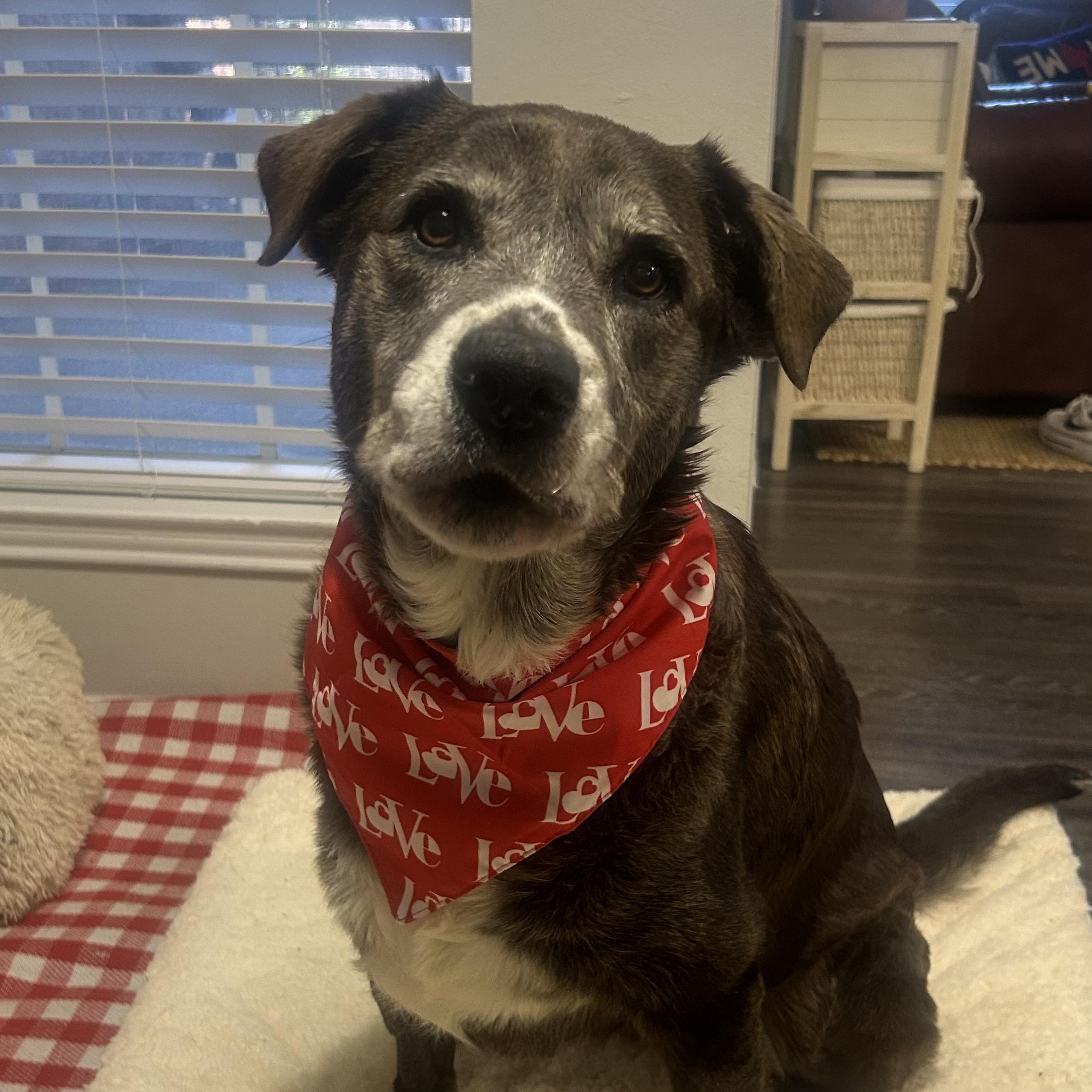 Bronca, Adopted, Senior Female Labrador Retriever.