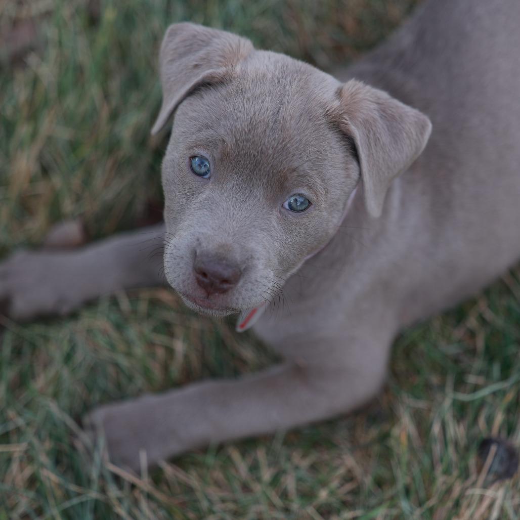 914 (2025) Ivy, Adoptable, Puppy Female Pit Bull Terrier.