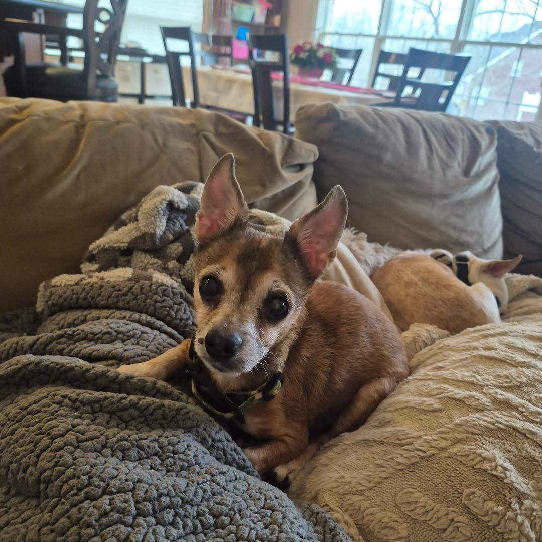 Fox, Adopted, Senior Male Chihuahua.