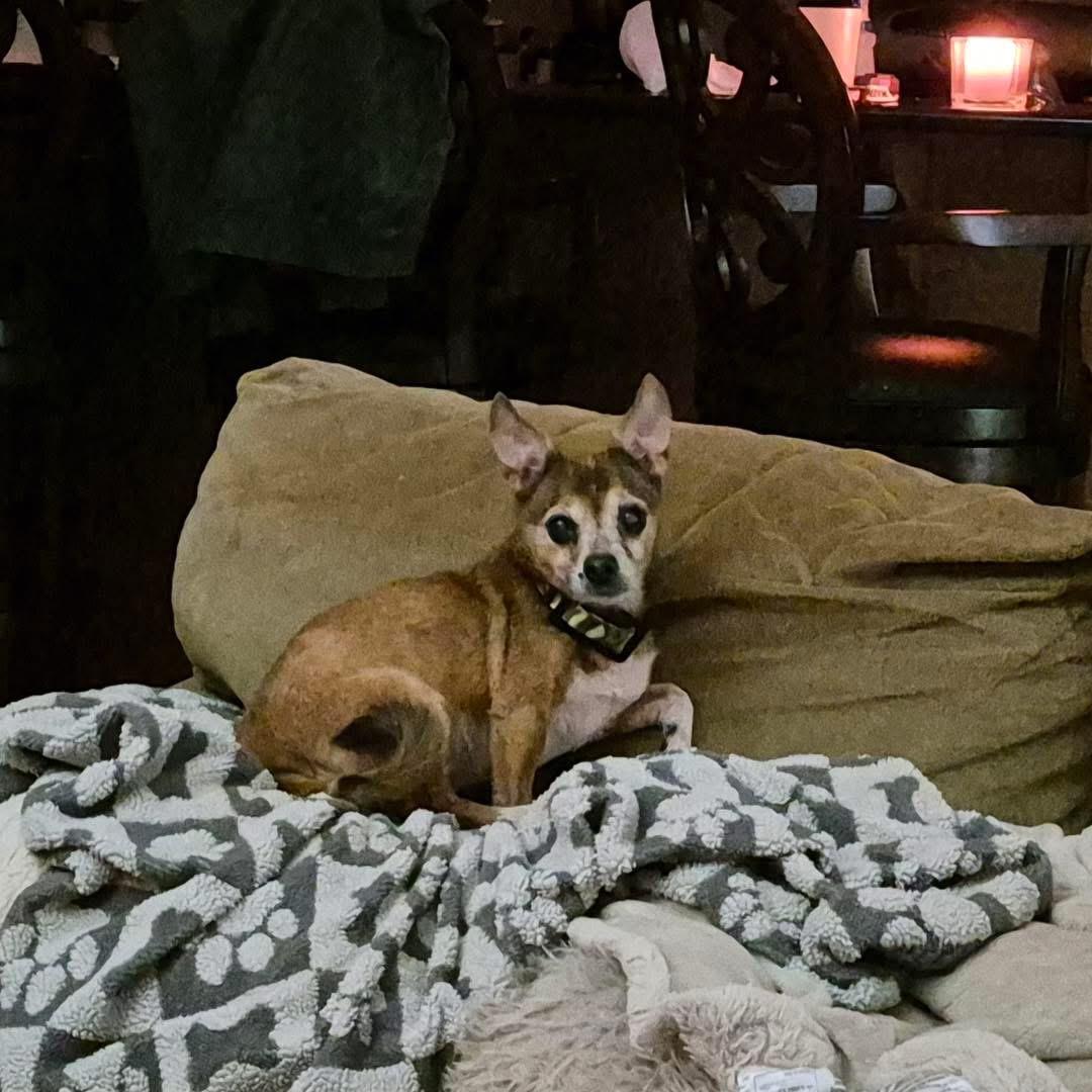 Enlarge Fox, a Adopted Chihuahua in Richmond, KY image 2/6