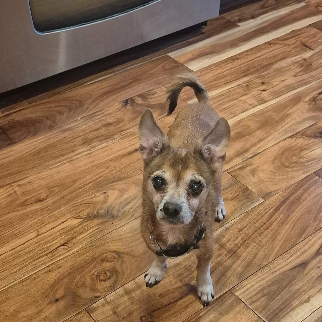 Enlarge Fox, a Adopted Chihuahua in Richmond, KY image 3/6