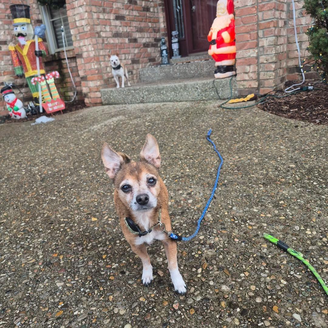 Enlarge Fox, a Adopted Chihuahua in Richmond, KY image 4/6