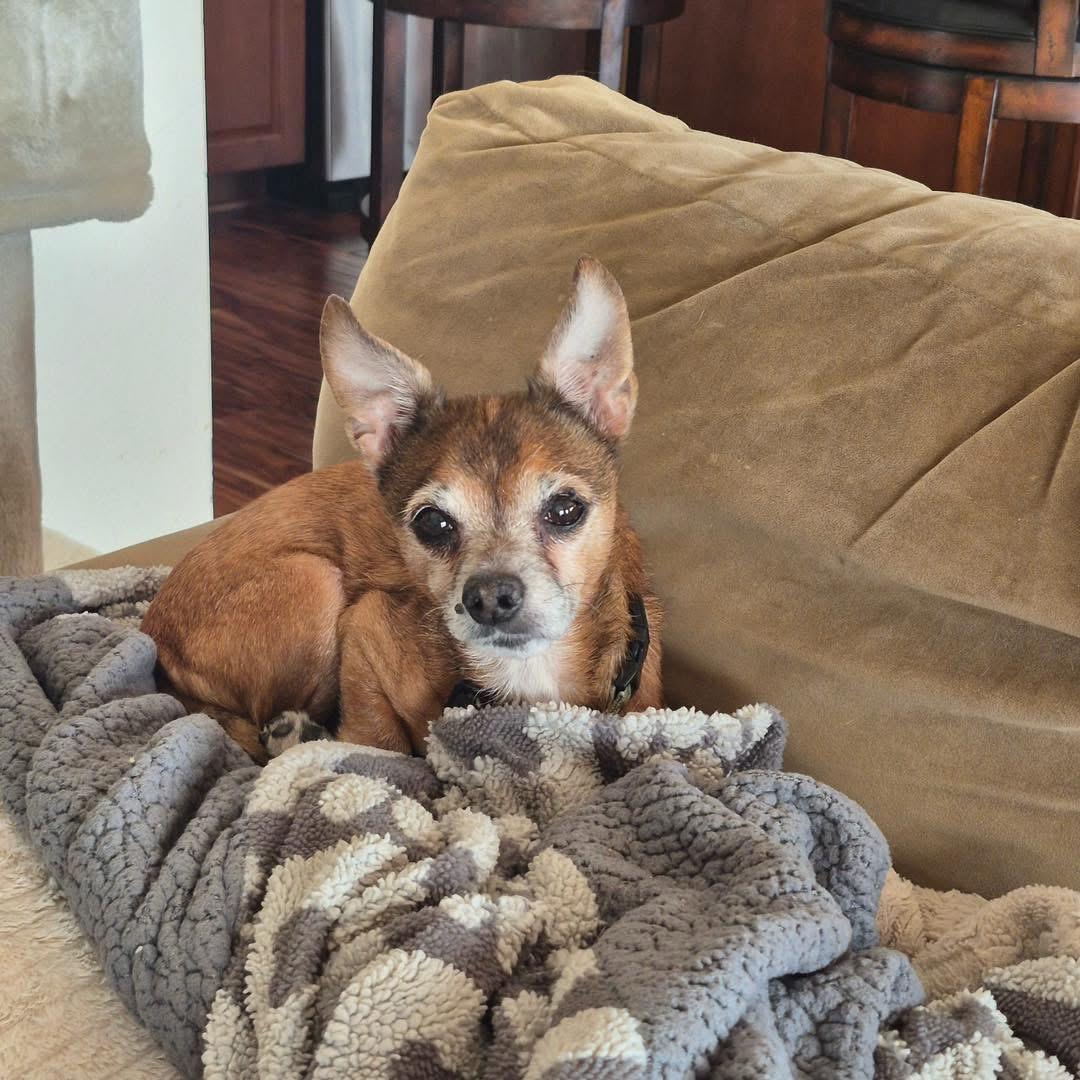 Enlarge Fox, a Adopted Chihuahua in Richmond, KY image 6/6