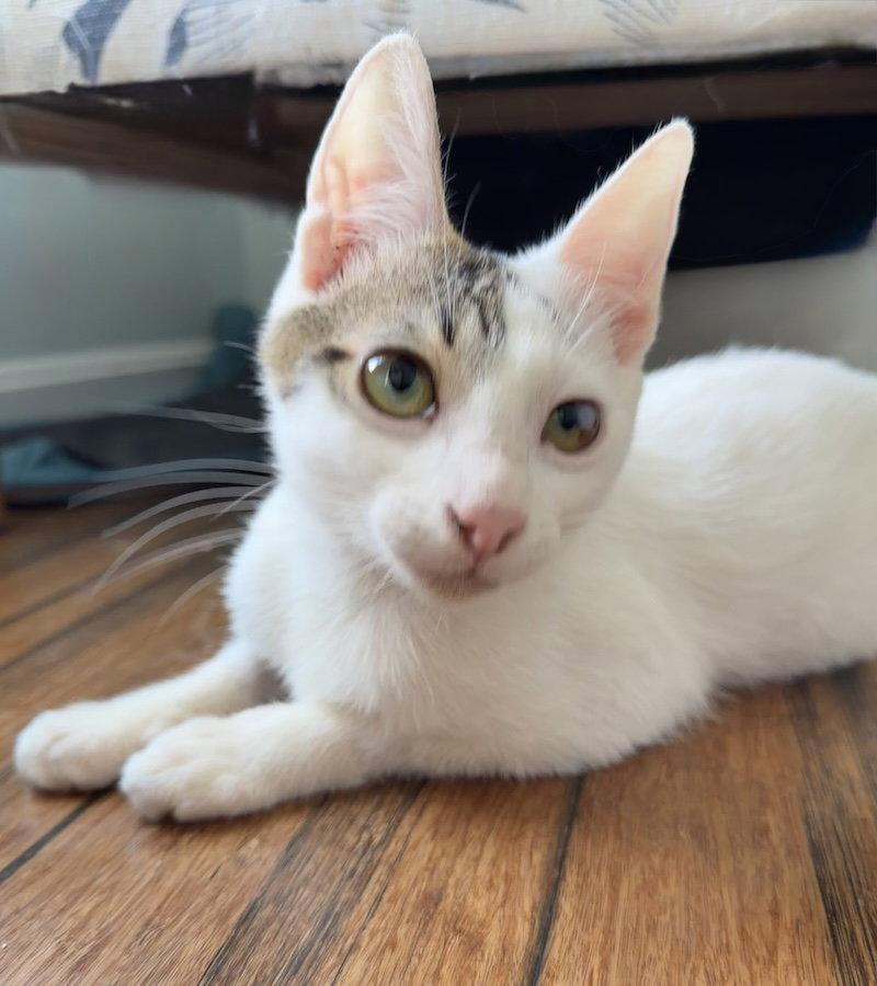 Ringo (from Roatan) (IN FOSTER), Adoptable, Young Male Domestic Short Hair.