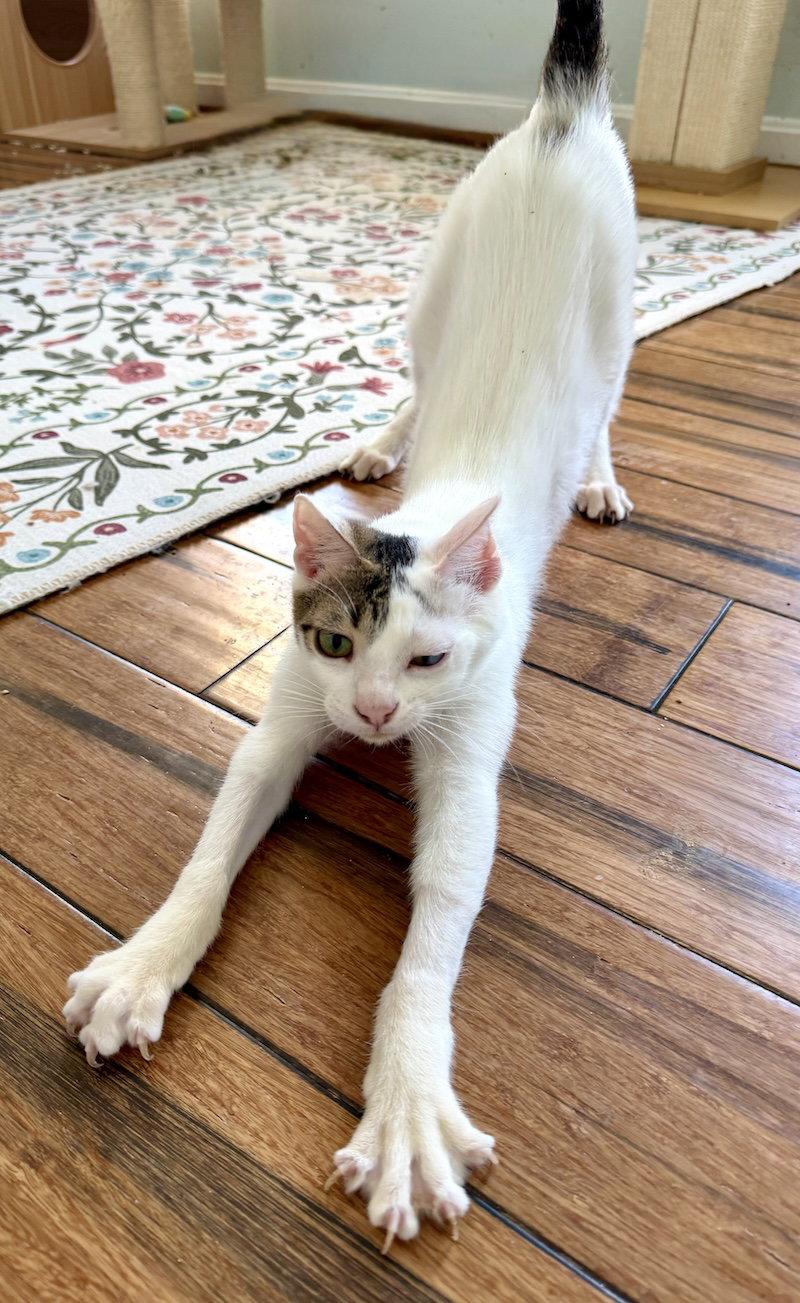 Ringo (from Roatan) (IN FOSTER), a Adoptable Domestic Short Hair in Alexandria, VA image 2/3
