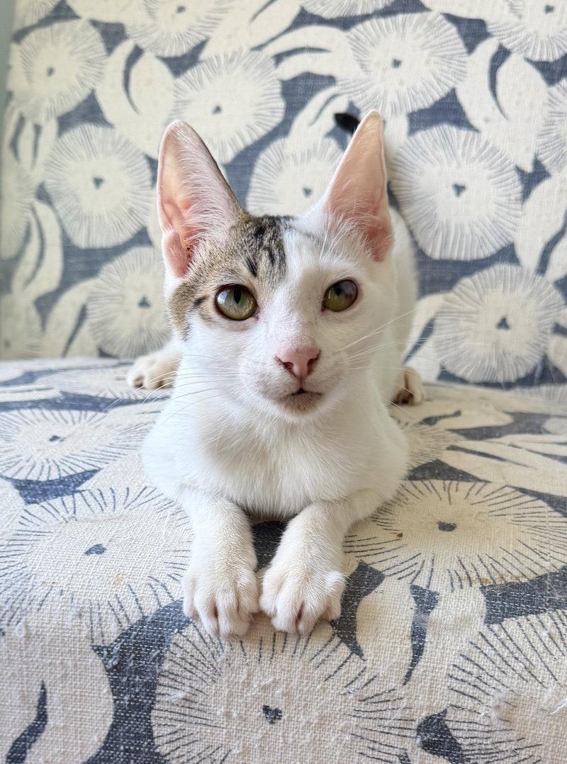 Ringo (from Roatan) (IN FOSTER), a Adoptable Domestic Short Hair in Alexandria, VA image 3/3