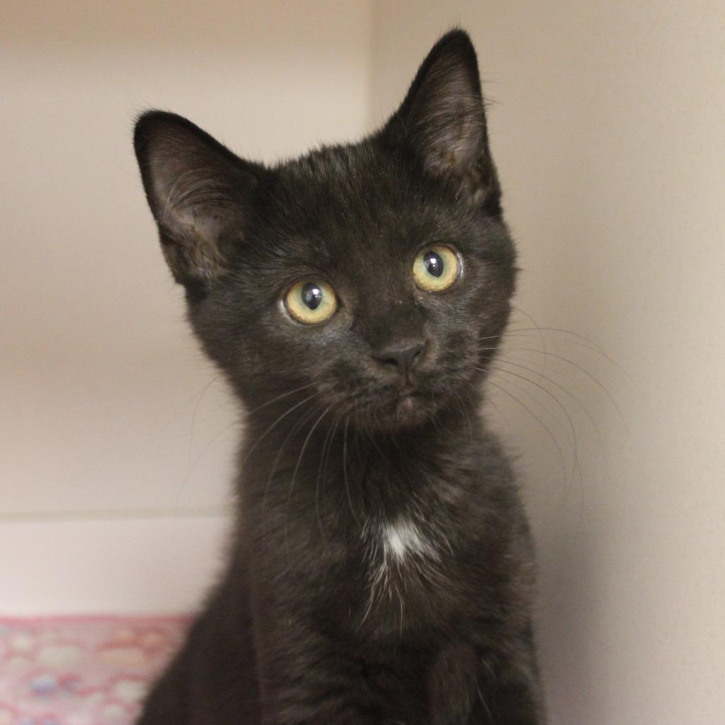 Triumph, Adopted, Kitten Female Domestic Short Hair.