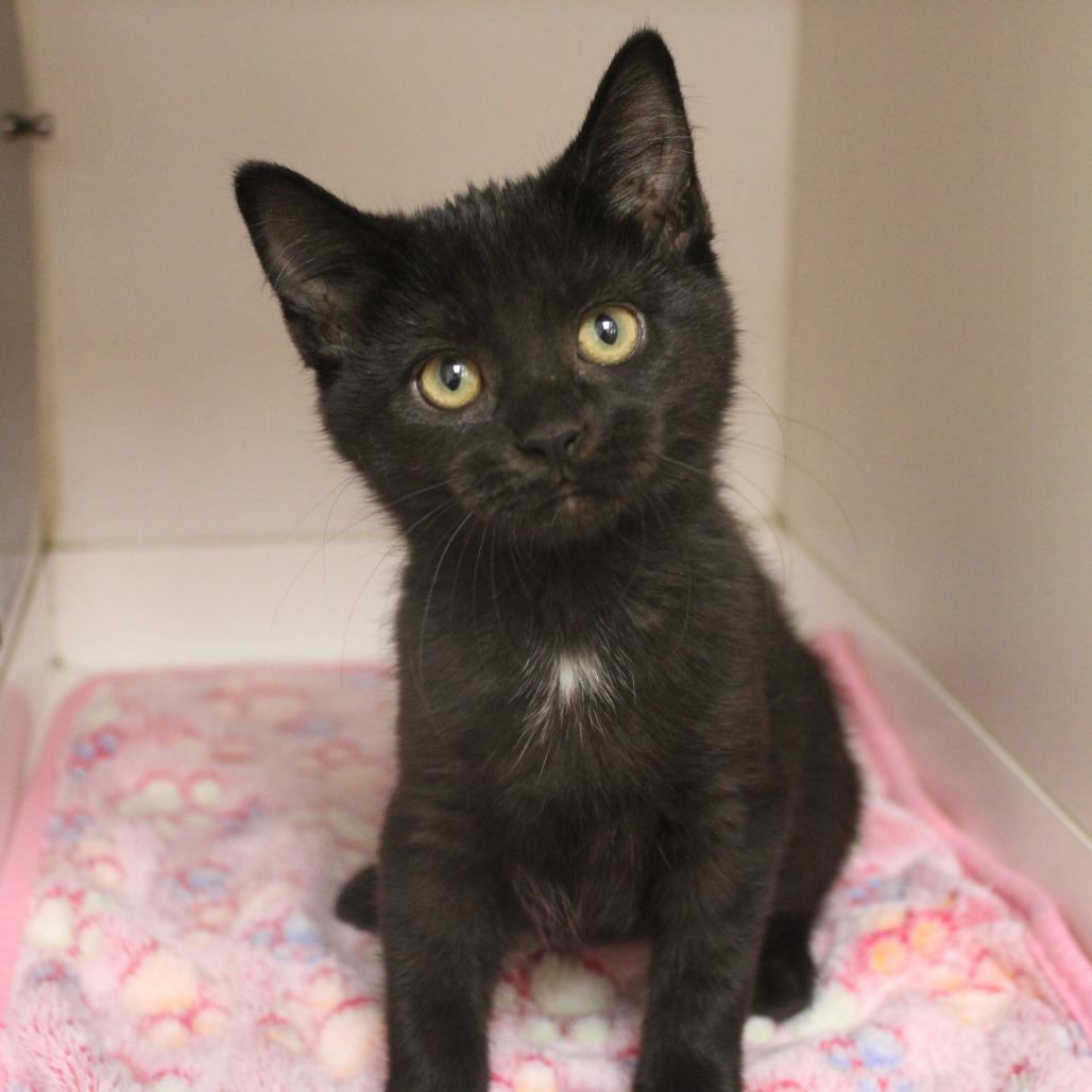 Enlarge Triumph, a Adopted Domestic Short Hair in Champaign, IL image 2/4