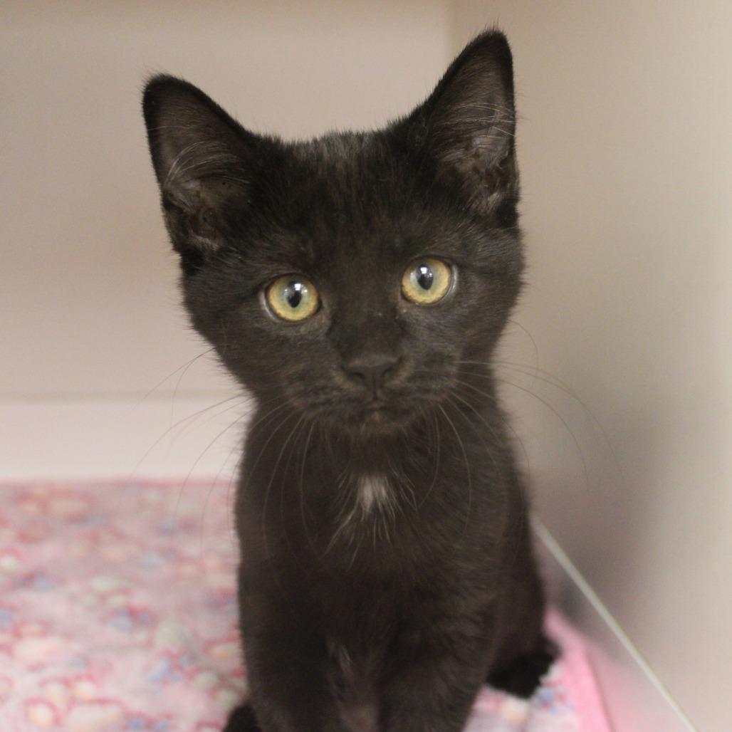 Enlarge Triumph, a Adopted Domestic Short Hair in Champaign, IL image 3/4