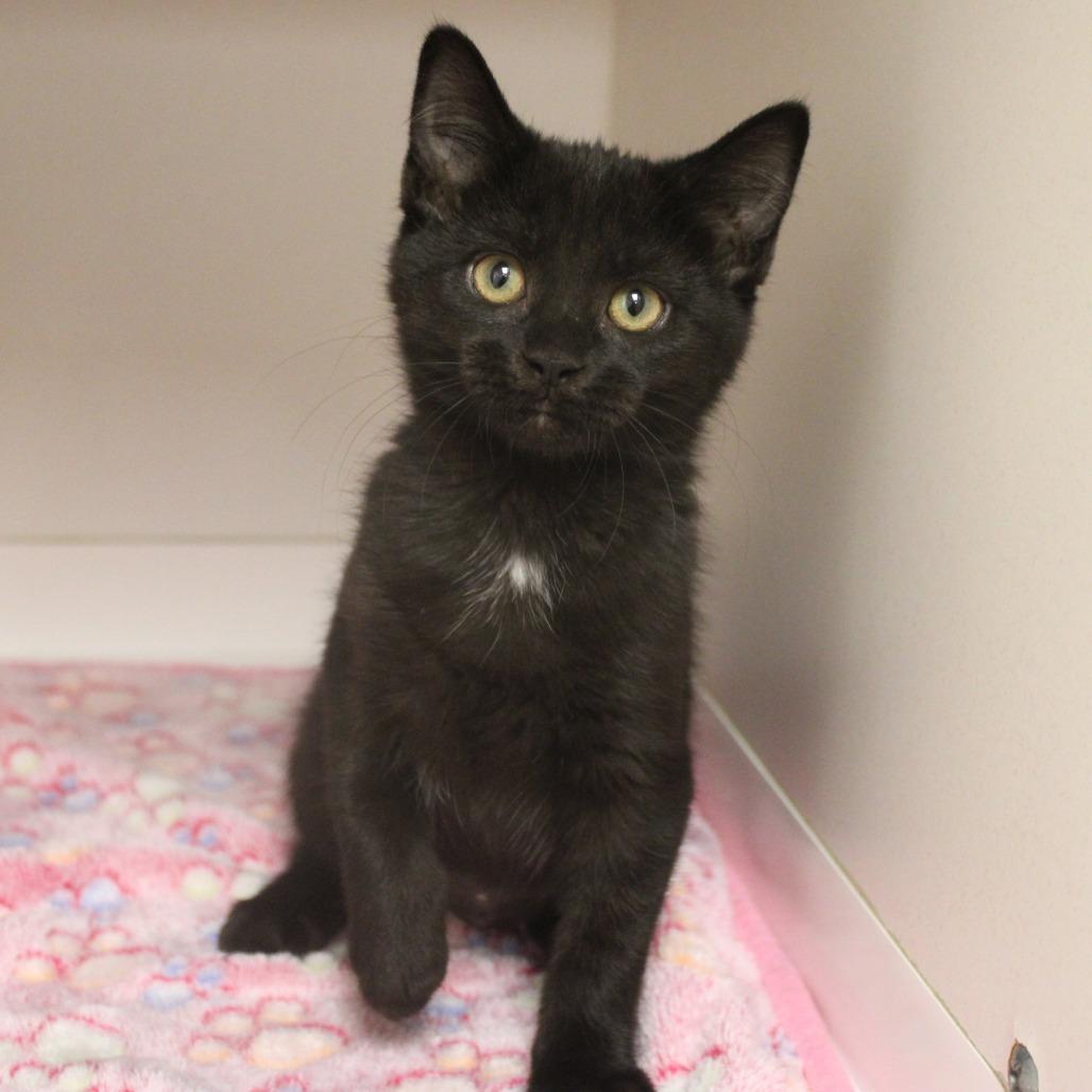 Enlarge Triumph, a Adopted Domestic Short Hair in Champaign, IL image 4/4