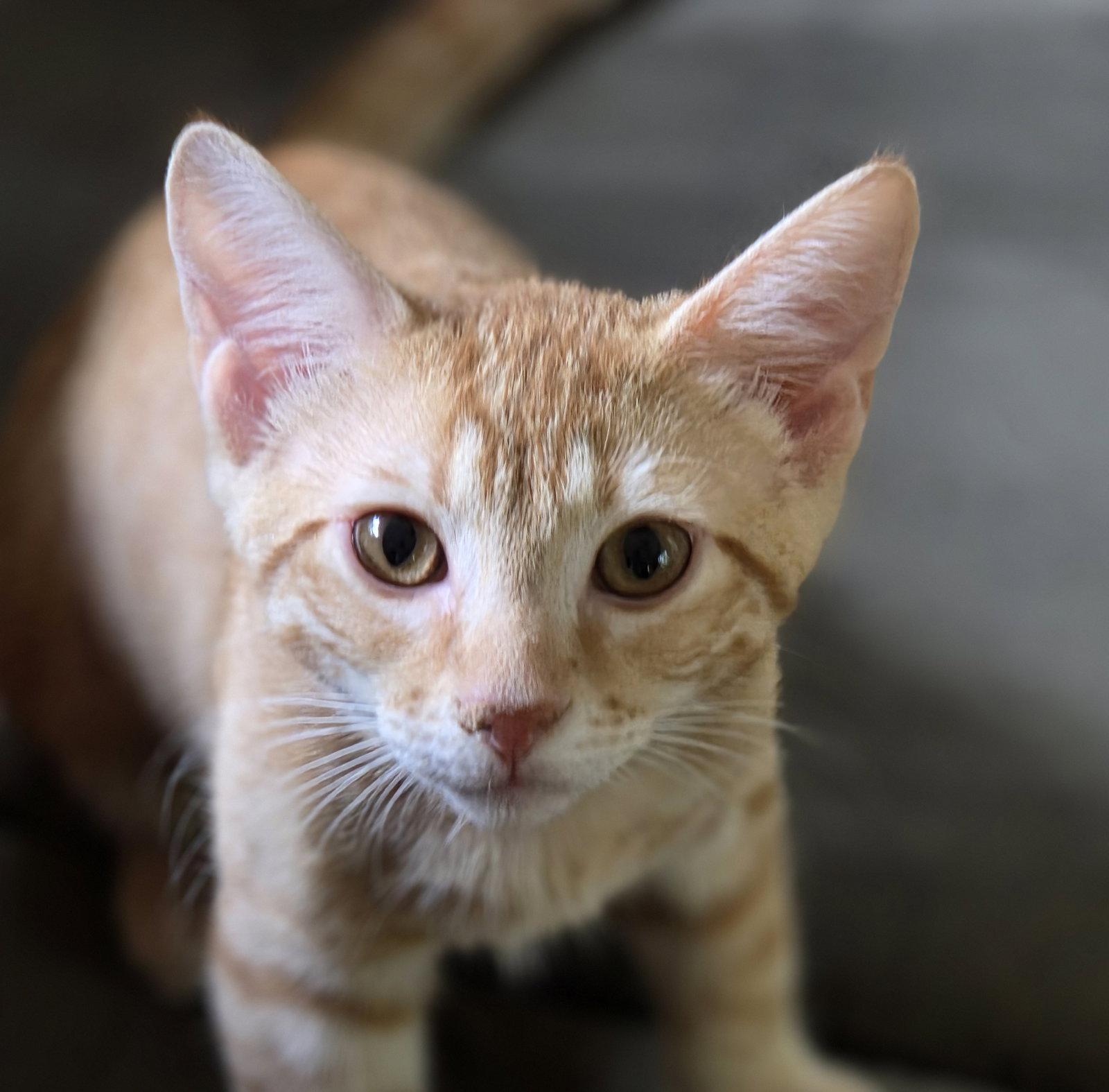 Enlarge Reno, a Adoptable Domestic Short Hair in Pittsboro, NC image 1/3