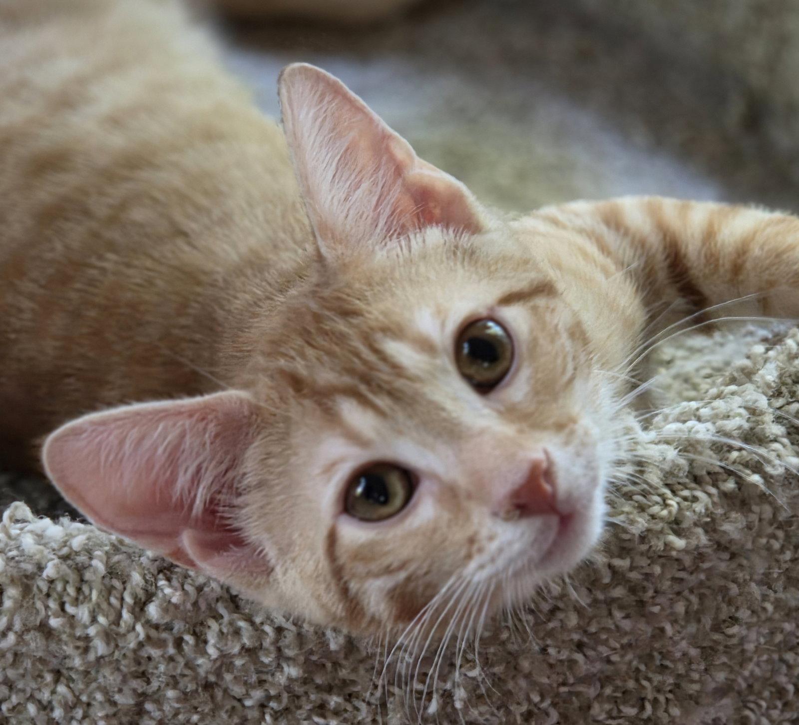 Enlarge Reno, a Adoptable Domestic Short Hair in Pittsboro, NC image 2/3