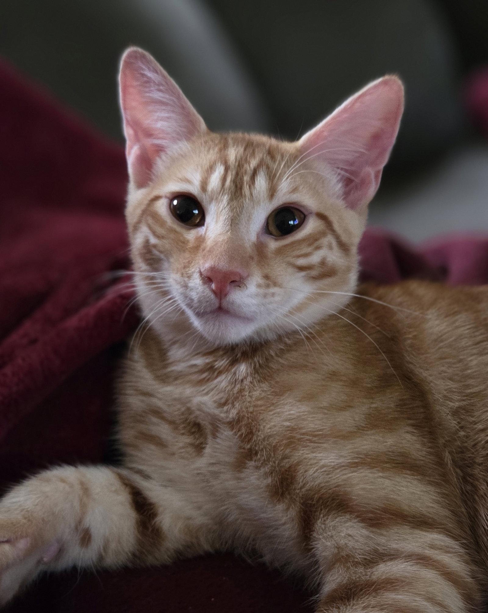 Enlarge Reno, a Adoptable Domestic Short Hair in Pittsboro, NC image 3/3