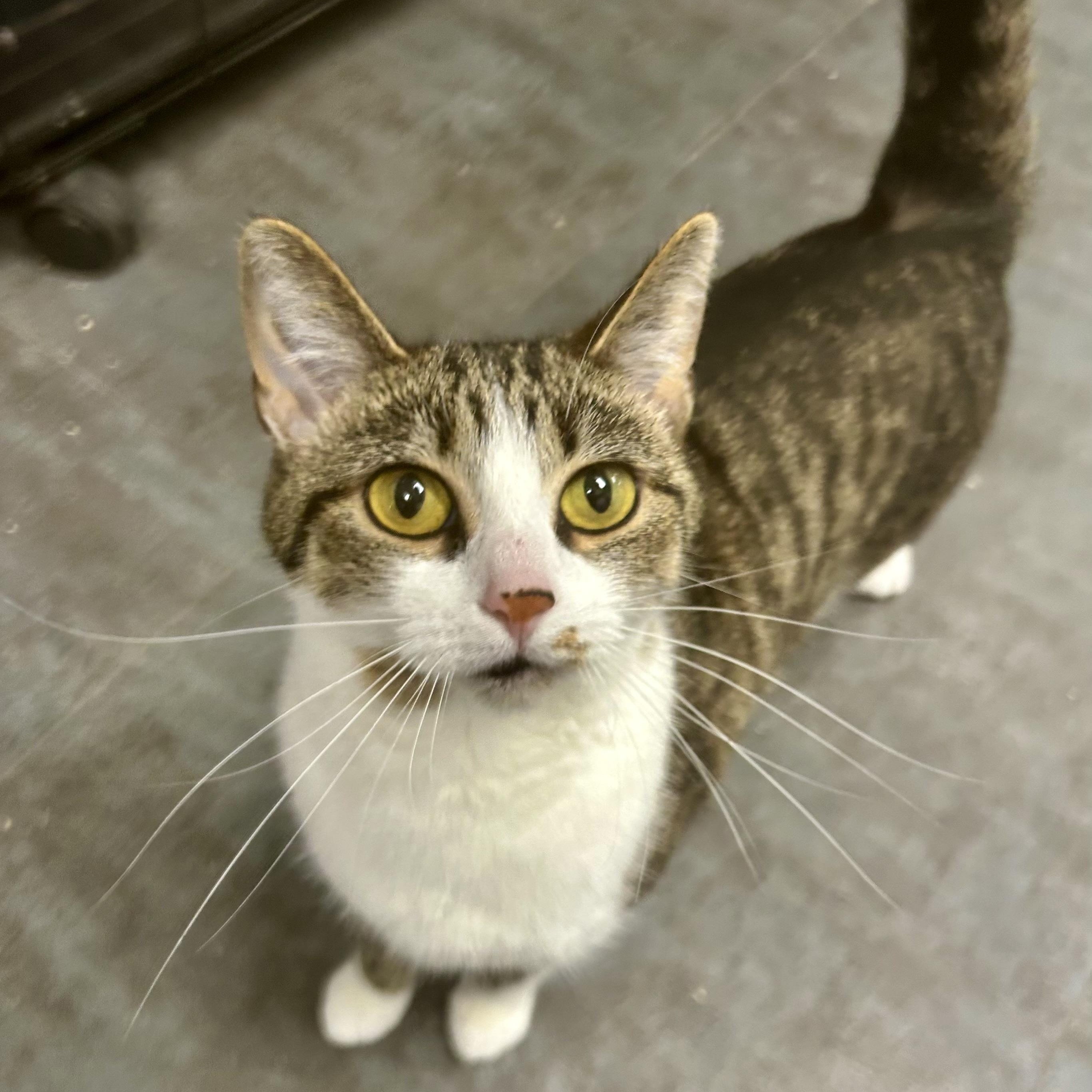 Enlarge Diamond, an adopted Tabby in Grand Rapids, MI image 1/3