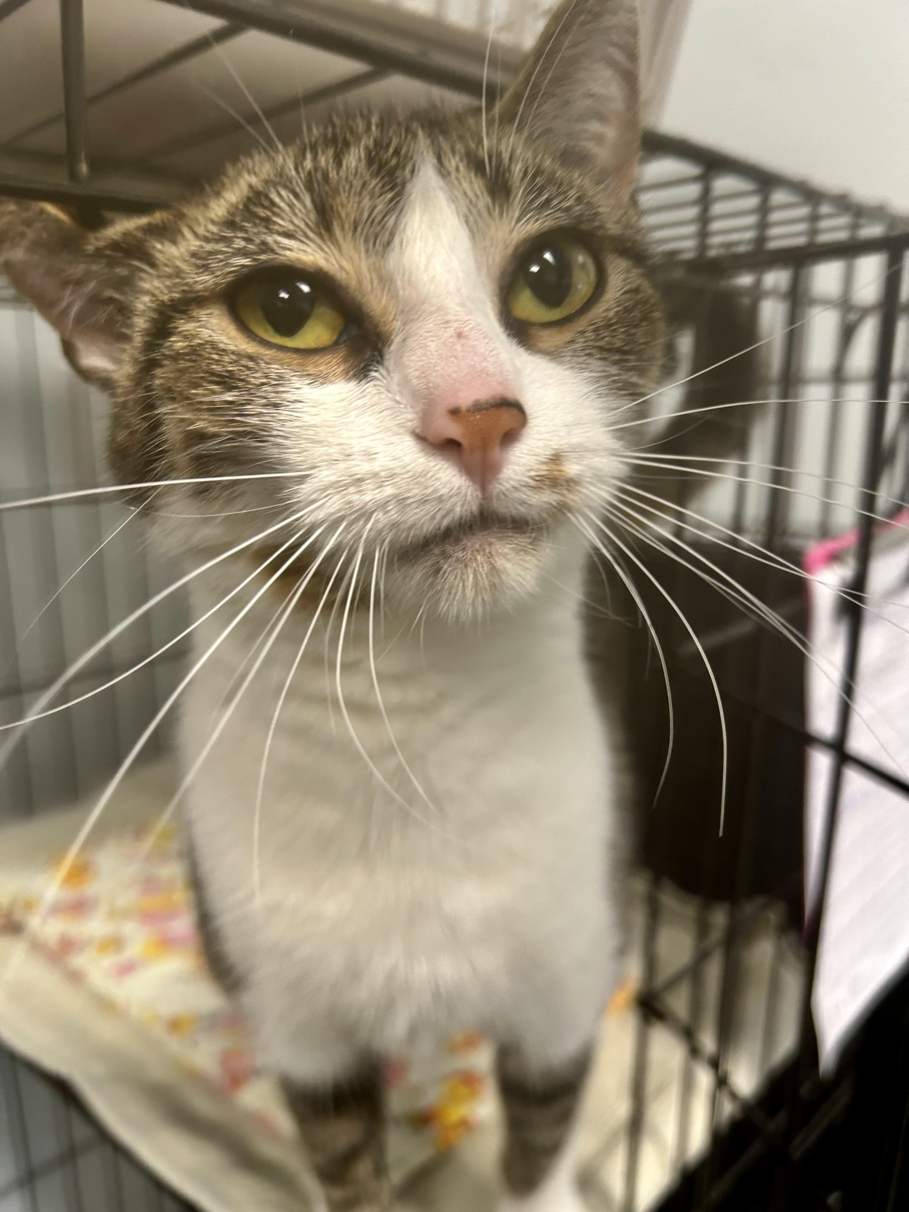 Enlarge Diamond, an adopted Tabby in Grand Rapids, MI image 3/3