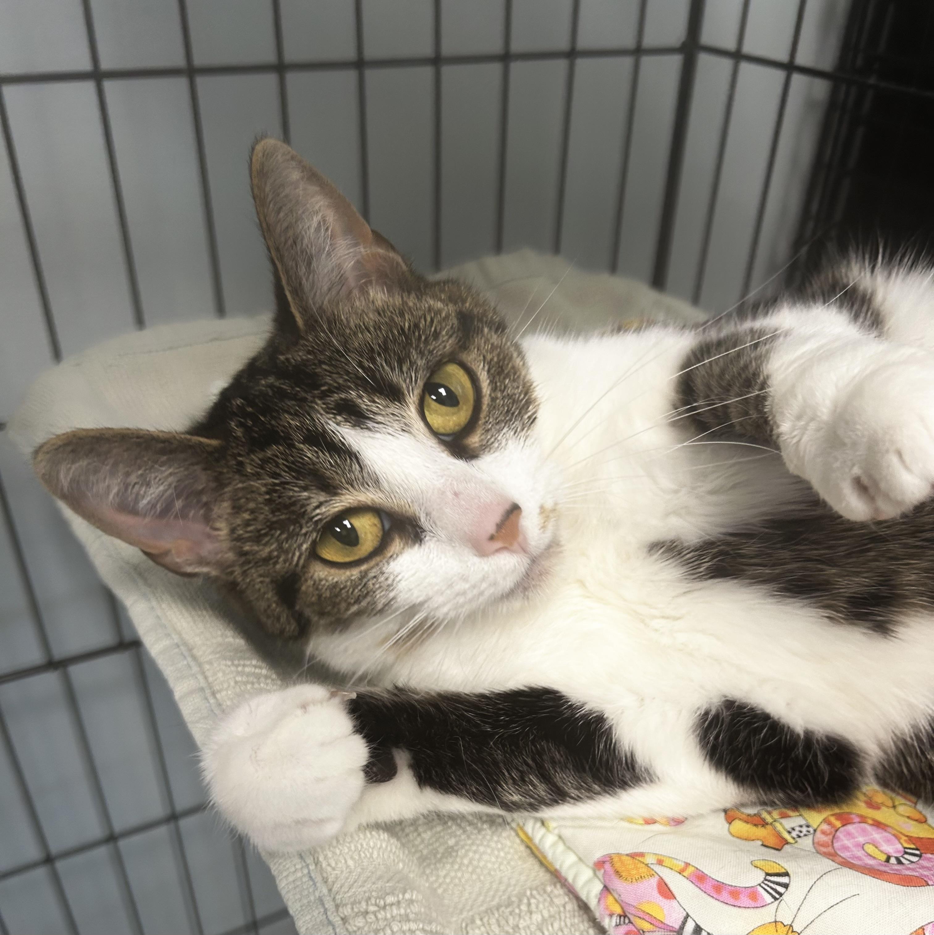 Enlarge Diamond, an adopted Tabby in Grand Rapids, MI image 2/3