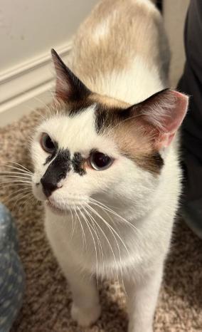 Sinatra (bonded With Katniss) thumbnail 2