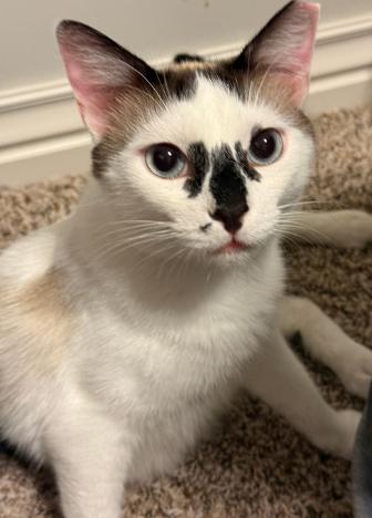 Sinatra (bonded With Katniss)