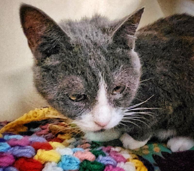 Enlarge Tubs 2, a Adoptable Domestic Short Hair in Gettysburg, PA image 1/2