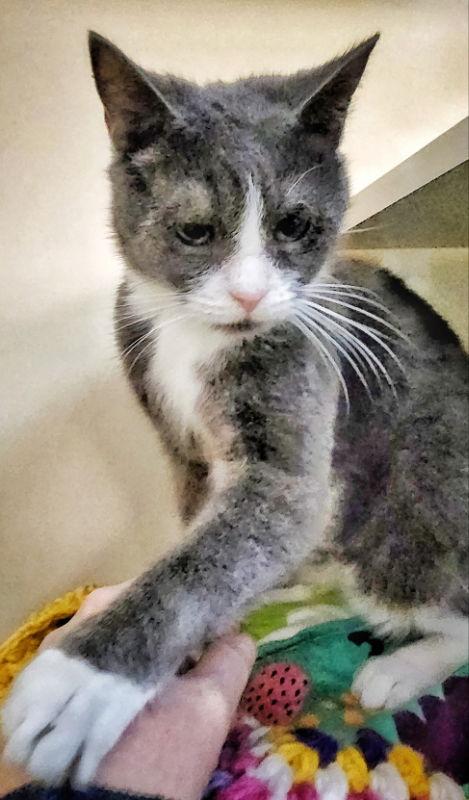 Enlarge Tubs 2, a Adoptable Domestic Short Hair in Gettysburg, PA image 2/2