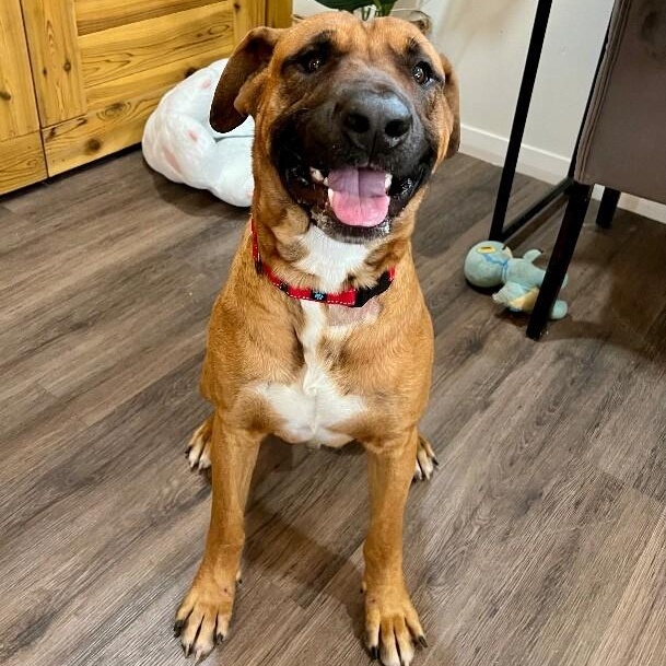 Bowen Grinner the Grinning Machine